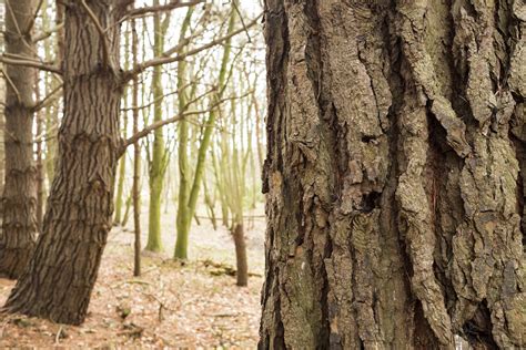 How to identify a tree by its bark - Discover Wildlife