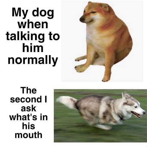 run run run | Doge | Know Your Meme