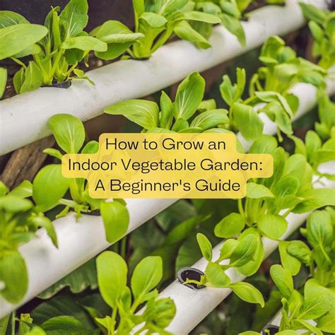 How to Grow an Indoor Vegetable Garden: A Beginner's Guide