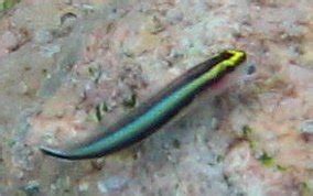 Goby- Identification- Caribbean Fish Identification USVI