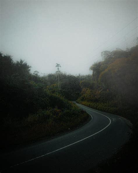 Empty Road in Forest · Free Stock Photo