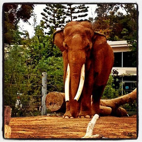 110 Australia Zoo Steve Irwin ideas | zoo, steve irwin, australia