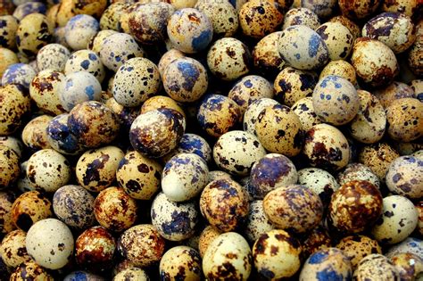Healing wonders of quail eggs - The Nation Newspaper