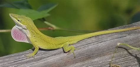 How to Take Care of A Green Anole | Did You Know Pets