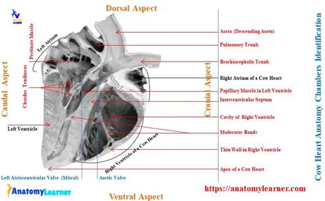 Cow Heart Anatomy - 4 Chambers with Labeled Diagram » AnatomyLearner ...