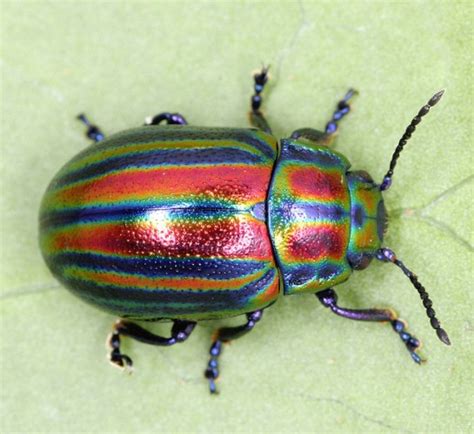 The Extremely Rare Rainbow Leaf Beetle Is A Major Treat For The Eyes ...