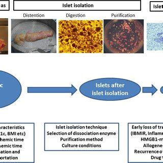 Process to islet transplantation and factors that contribute to islet... | Download Scientific ...