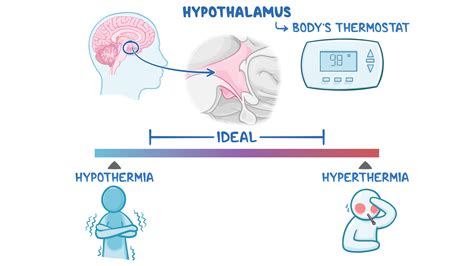 Body temperature: Clinical skills notes | Osmosis