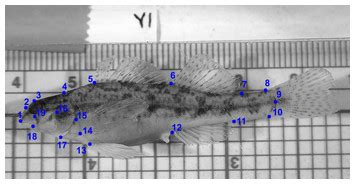 Description of a new species of cryptic snubnose darter (Percidae: Etheostomatinae) endemic to ...
