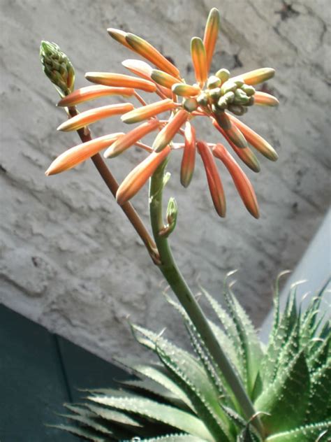 Aloe aristata – Lace Aloe | World of Flowering Plants