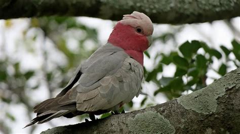 Galah | The Animal Facts | Appearance, Habitat, Diet, Behavior, Breeding