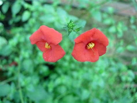 Ornamental Flower- Kodaikanal – eFlora of India