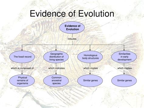 PPT - Evidence for Evolution PowerPoint Presentation, free download ...