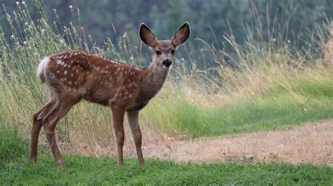 Can the ‘Zombie deer disease’ spread to humans? All about the CWD infection as Yellowstone ...