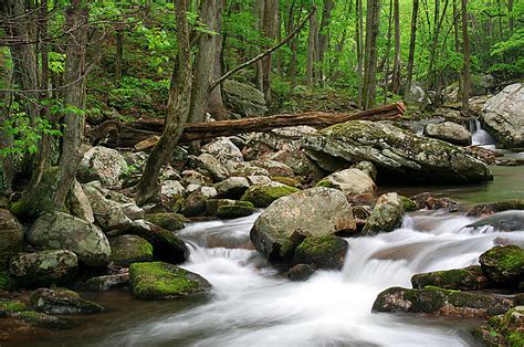 Sounds of the Forest Photograph by Darren Fisher - Fine Art America