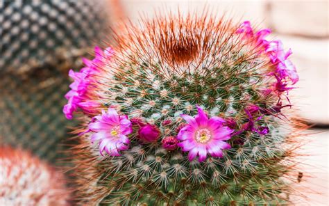 cactus, Flower, Bokeh, Desert, Plant, Nature, Landscape Wallpapers HD ...