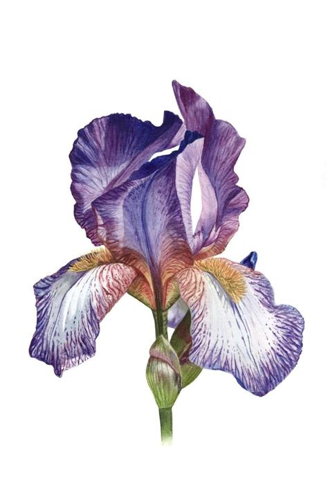 Purple iris flower botanical painting Painting | Botanical painting ...