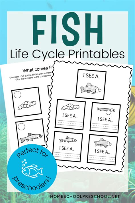 Life Cycle Of A Fish Worksheet | Images and Photos finder