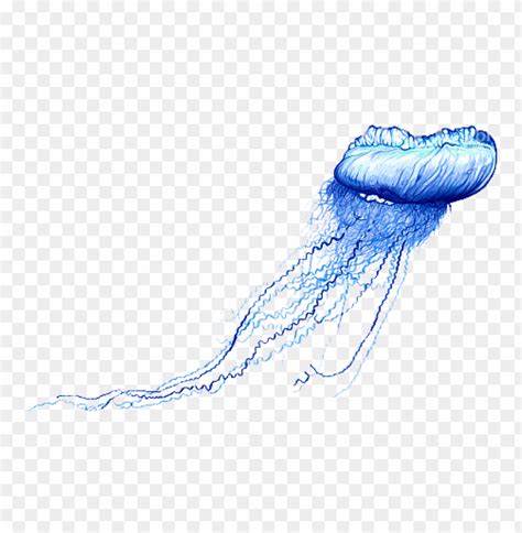 Download blue bottle jellyfish png images background | TOPpng