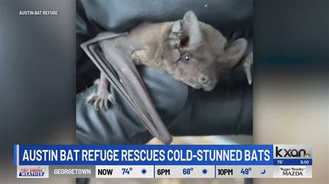 Austin Bat Refuge rescues hundreds of ‘cold stunned’ bats this week