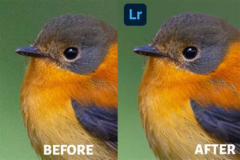 Lightroom Denoise AI – Is It Really Good?[Full Tutorial+Review] - PhotographyAxis