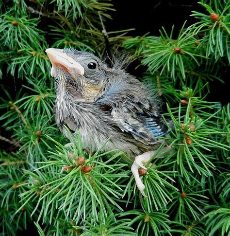 Eric Furr Photography A baby blue jay emerging from its nest in a pine tree. | Birder, Blue jay ...