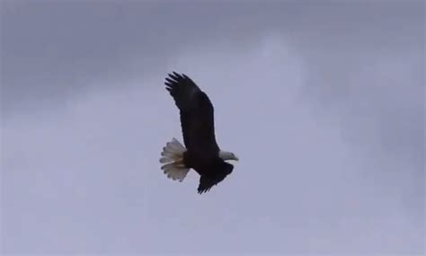 Baseball game interrupted by eagle and osprey fighting over a fish