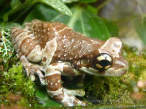 Amazon Milk Frog: Care Sheet, Lifespan & More (With Pictures) | Pet Keen