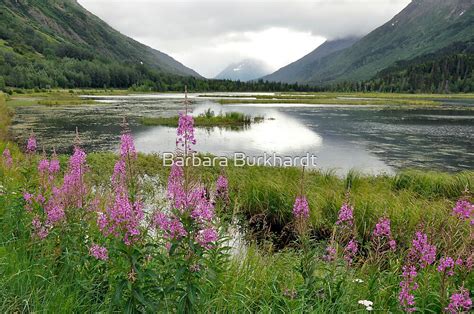 "A Summer Scene - Tern Lake Alaska" by Barbara Burkhardt | Redbubble