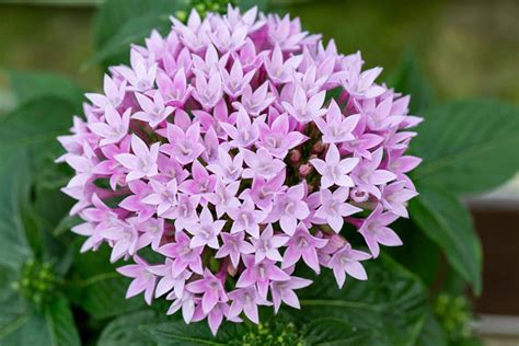 Tips for Growing Pentas (Growing Guide) - Garden Lovers Club