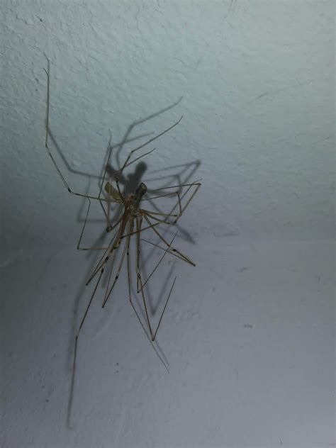 Male & Female Pholcus phalangioides (Long-bodied Cellar Spider) in Nashua, New Hampshire United ...