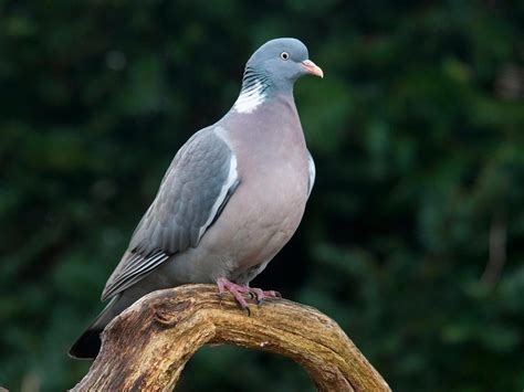 Female Wood Pigeons (Male vs Female: Identification Guide) | Birdfact