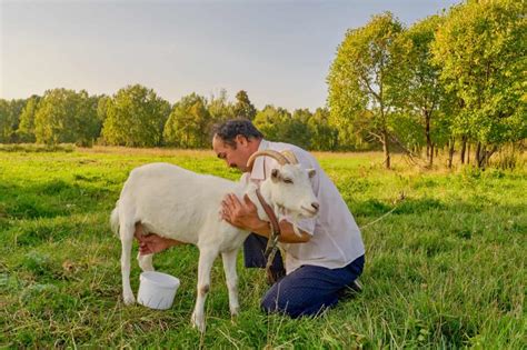 Kiko Goat Farming: A Comprehensive Guide