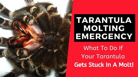 Tarantula Molting Emergency: What To Do If Your Tarantula Gets Stuck In A Molt