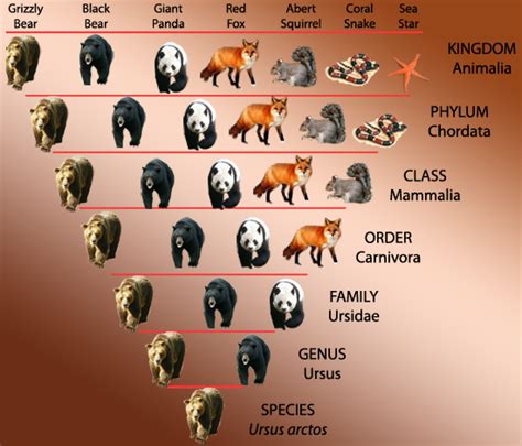 Classification of Living organisms - Biology Notes for IGCSE 2014