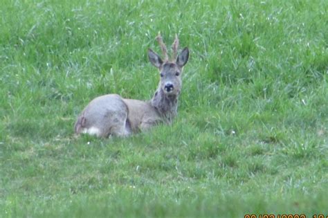 roebuck hunting