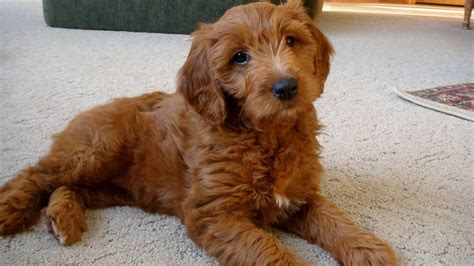 Goldendoodle, a Golden Retriever Poodle Mix - SpockTheDog.com