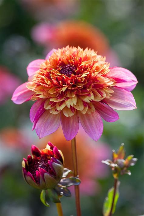 Sarah Raven's favorite dahlias, and her tips for looking after them | Flower oasis, Dahlia ...