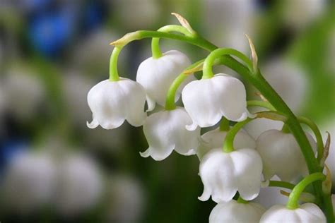 Lily of the Valley Flower Meaning and Symbolism | Flower Glossary