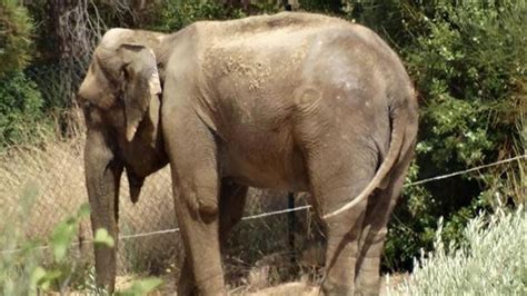 Dumba l'éléphante isolée d'un couple de dresseurs en Espagne - Code animal