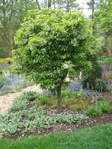 Cinderella Dwarf Crabapple - Plant Library - Pahl's Market - Apple ...