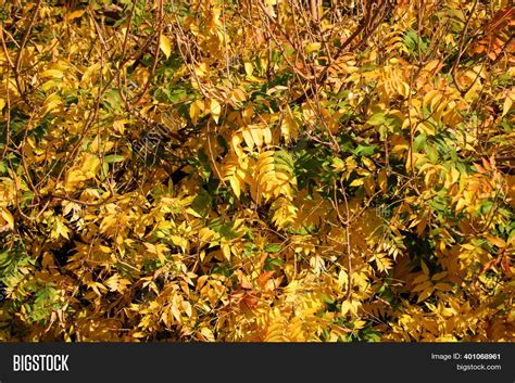 Deciduous Tree Leaves Image & Photo (Free Trial) | Bigstock