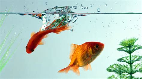 🔥 [46+] Goldfish Wallpapers | WallpaperSafari