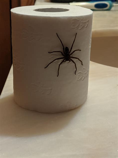 Laila And Lainey Spider Funny Toilet Paper Prank, Practical Joke, Or Gag Gift Funny White ...