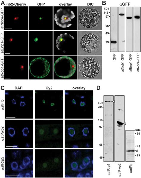 Cellular localization of ribosome biogenesis co-factors. A, Arabidopsis ...