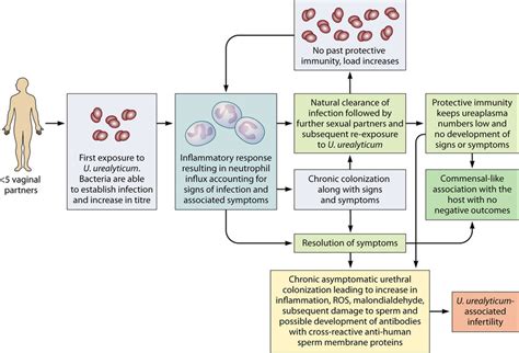 Proposed natural history of U. urealyticum urethral infection in men... | Download Scientific ...