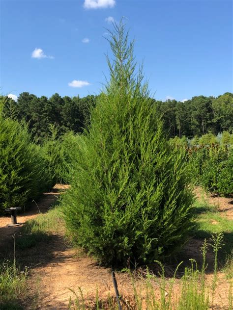 Cedar Trees - Georgia Tree Farm