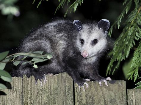 Virginia Opossum Facts: Animals of North America - WorldAtlas