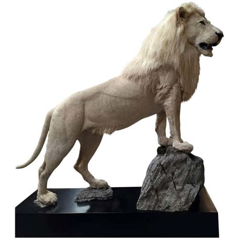 Lion Taxidermy - 9 For Sale on 1stDibs | taxidermy lion for sale, lion taxidermy for sale ...