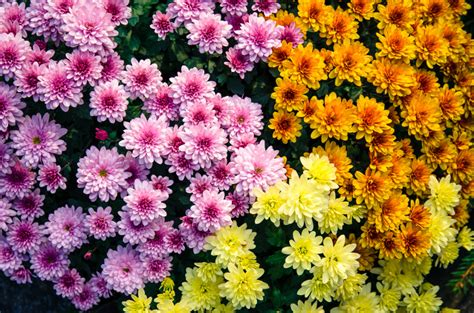 Chrysanthemum Facts, Meaning, and Care | Petal Talk